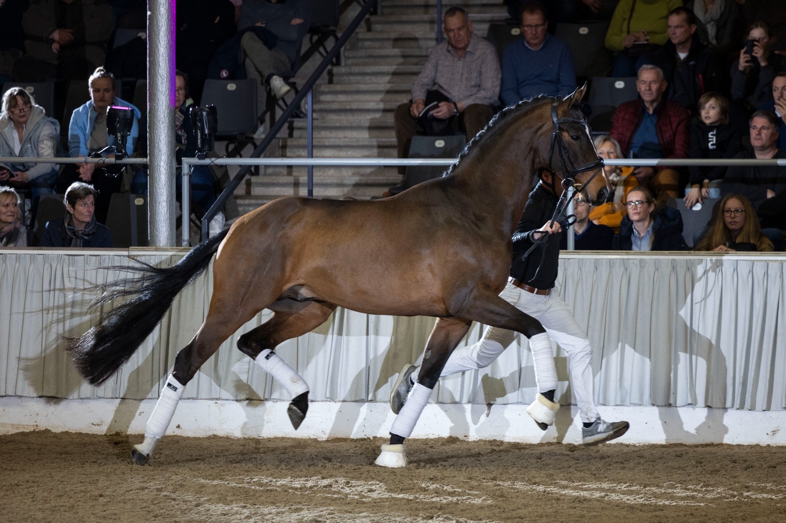 Helgstrand Dressage - 2 magical days in the name of breeding at the ...