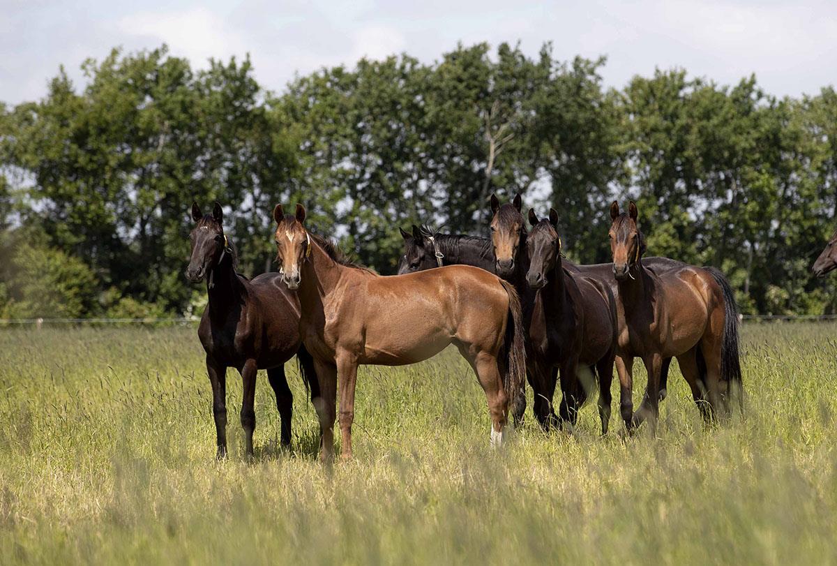 About Helgstrand Dressage | Andreas Helgstrand | Horses